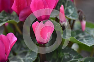 Blossoms of a Cyclamen photo