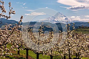 Blossoms in Hood River Fruit Loop Oregon