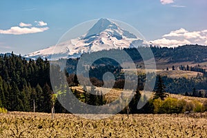 Blossoms in Hood River Fruit Loop Oregon