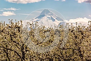 Blossoms in Hood River Fruit Loop Oregon