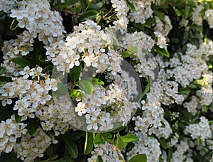 Blossoms of firethorn Pyracantha, outdoors.