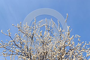 Blossoms fruit apricot tree on a background of clear blue sky during the day. The concept of a plentiful harvest, spring revival. photo