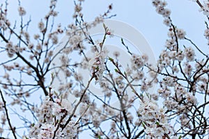 Blossoms fruit apricot tree on a background of clear blue sky during the day. The concept of a plentiful harvest. photo