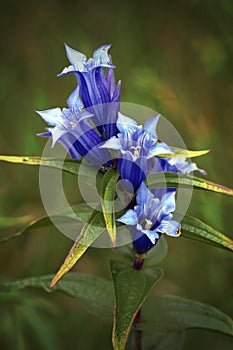 Blossoms of Gentiana asclepiadea in the Austrian alps.