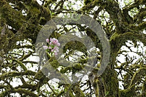 A blossoms on the gnarled branch of a hundred year old apple tree