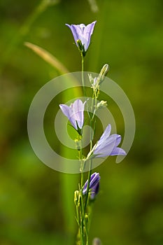 Blossoms of Harebells in Glacier National Park