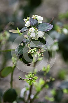 Blossoms of the highbush blueberry shrub