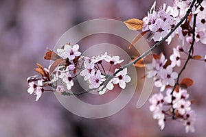 Blossoms of Japanese Cherry tree