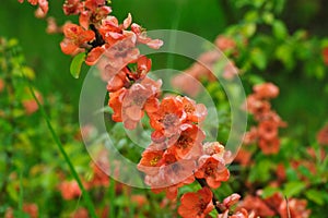 Blossoms of japanese quince photo