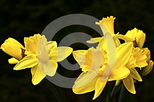 The blossoms of a Jonquil Narcissus pseudonarcissus in the sunshine
