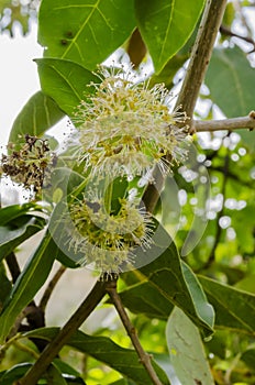 Blossoms Of The June Plum Tree