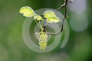 blossoms and leaves of a sycamore in sprintime