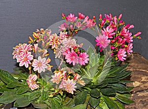 Blossoms of lewisia plants.