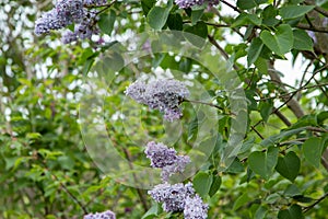 blossoms of a lilac bush, green leafs as background