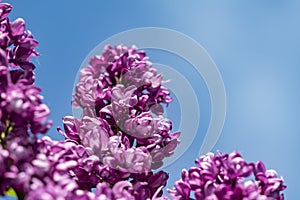 Blossoms of a lilac genus Syringa against a bright blue sky photo