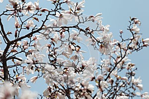 Blossoms of Magnolia Kobus on blue sky background photo