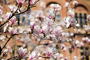 Blossoms of a magnolia tree in spring garden