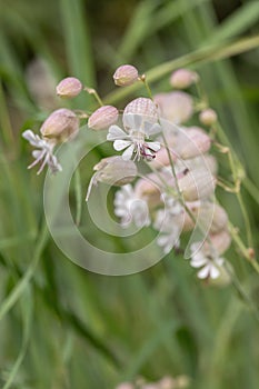 Blossoms of maidenstears (Silene vulgaris).