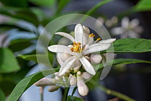 Blossoms on a Meyer lemon tree