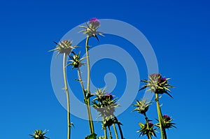 Blossoms of the milk thistle in the blue sky.