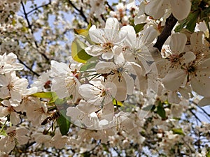 Blossoms plash of spring photo