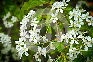 Blossoms of a Prunus mahaleb