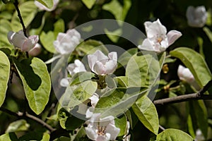 Blossoms of a quince, Cydonia oblonga