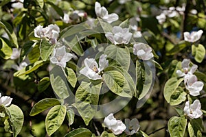 Blossoms of a quince, Cydonia oblonga