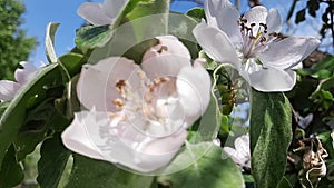 Blossoms of a quince, Cydonia oblonga