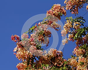 Blossoms Rainbow Shower Tree