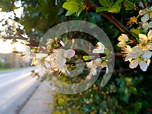 Blossoms reach for the evening sunshine, strangely attractive