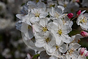 Blossoms of a red sentinel apple tree, a ornamental apple also called ruber custos, christmas apple or zierapfel photo