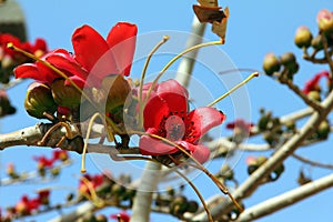 Blossoms of the Red Silk Cotton Tree(Bombax)