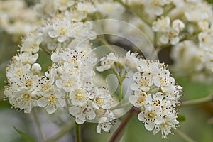 Blossoms of a rowan tree, Sorbus aucuparia, with leaves