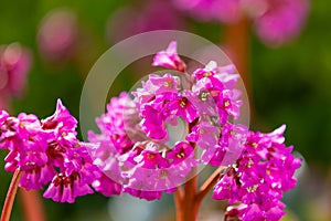 Blossoms of a saxifrage (bergenia) in vibrant pink colour
