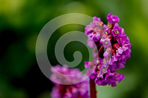 Blossoms of a saxifrage (bergenia) in vibrant pink colour