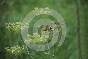 Blossoms and seeds of common hogweed (Heracleum sphondylium)