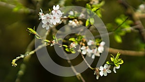 Blossoms in Spring