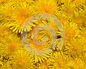 Blossoms of Taraxacum officinale background