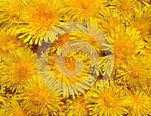 Blossoms of Taraxacum officinale background photo