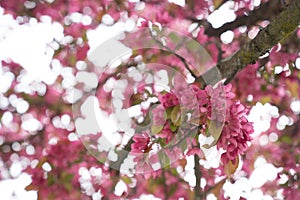 Blossoms of a tree