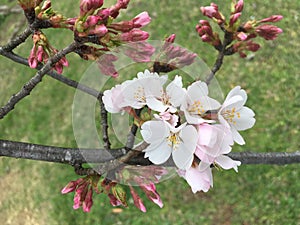 Blossoms on tree in spring