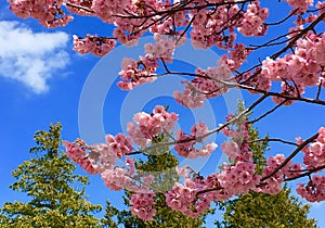 Blossoms and Trees