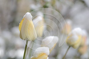 Blossoms of tulips in the snow