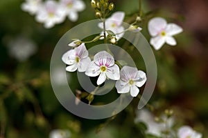 Blossoms of Veronica urticifolia