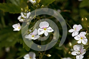 Blossoms of Veronica urticifolia