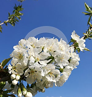 blossoms photo