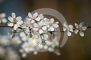 Blossoms on a wild cherry tree