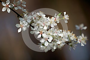 Blossoms on a wild cherry tree