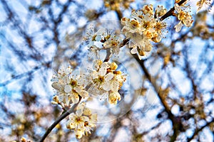 Blossoms on a wild cherry tree with a blurred background